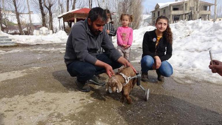 Yüksekovalı ailenin evinde baktığı, arka bacakları kısa oğlağa protez yürüteç