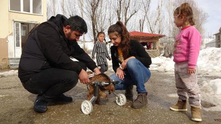 Yüksekovalı ailenin evinde baktığı, arka bacakları kısa oğlağa protez yürüteç