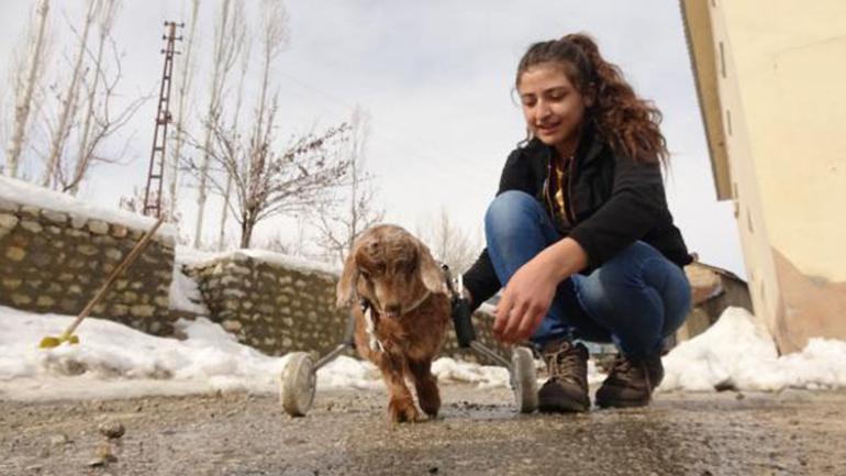 Yüksekovalı ailenin evinde baktığı, arka bacakları kısa oğlağa protez yürüteç