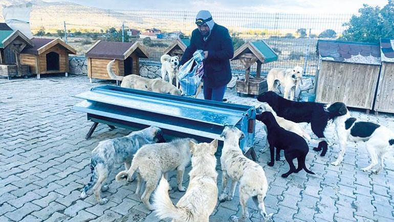 Hayvan koruma gönüllüleri ellerini taşın altına koyuyor