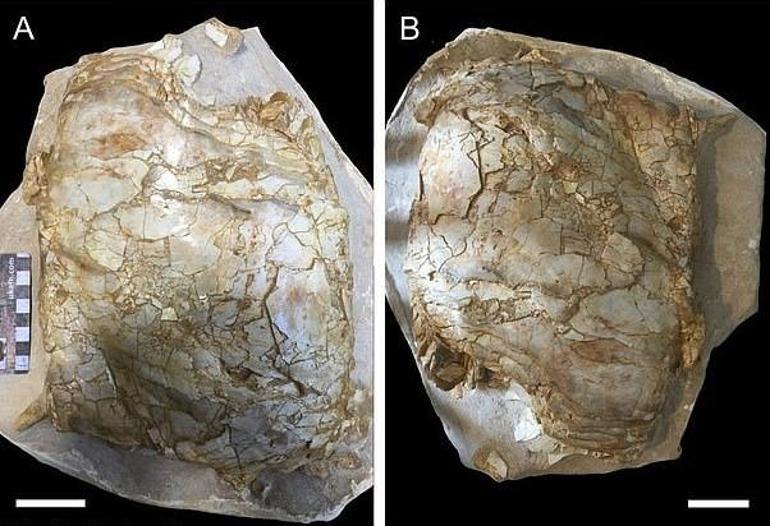 İngilterede bulunan 66 milyon yıllık balık fosili heyecan yarattı