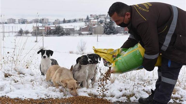 Sinop, Çorum ve Kastamonuda yaban hayvanları için doğaya yiyecek bırakıldı