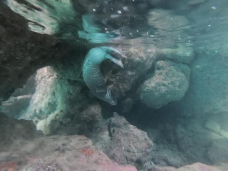 Nesli tükenme tehlikesi altında... Antalyada Akdeniz foku görüntülendi