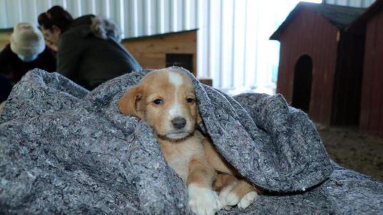 Can Evindeki sokak köpeklerini, soğuktan battaniyeye sararak koruyorlar