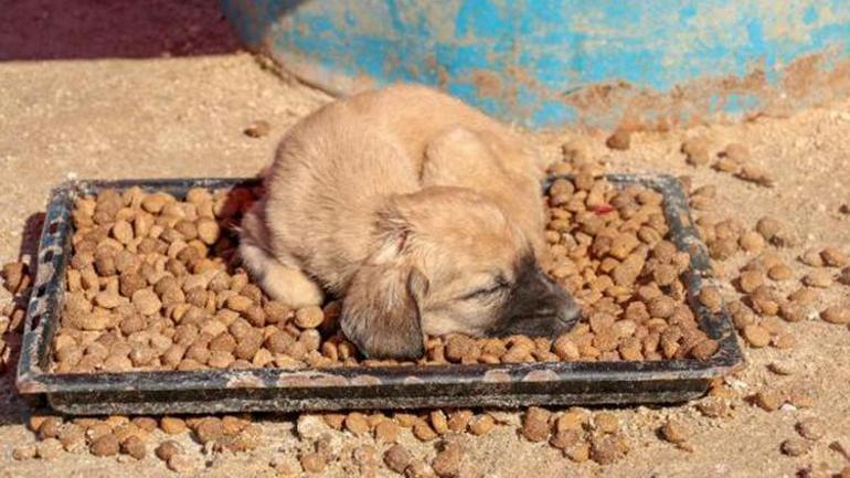 Can Evindeki sokak köpeklerini, soğuktan battaniyeye sararak koruyorlar