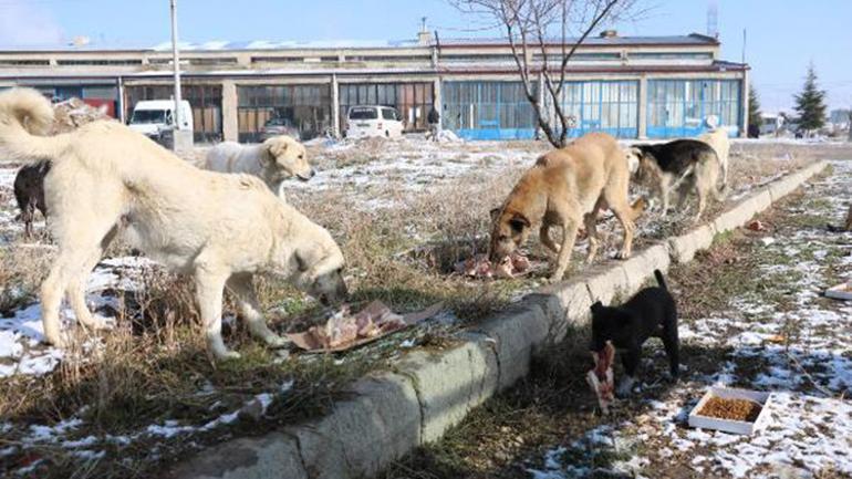 Esnaftan topladığı yiyecekleri sokak köpeklerine dağıtıyor