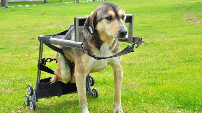 Otomobilin çarptığı Kırçıllı hayata özel yürüteçle tutundu