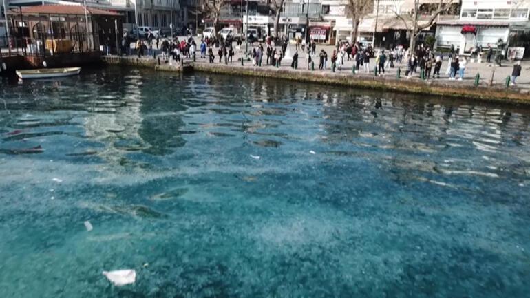 Şoke eden görüntü İstanbul Boğazı’nda denizanası istilası…