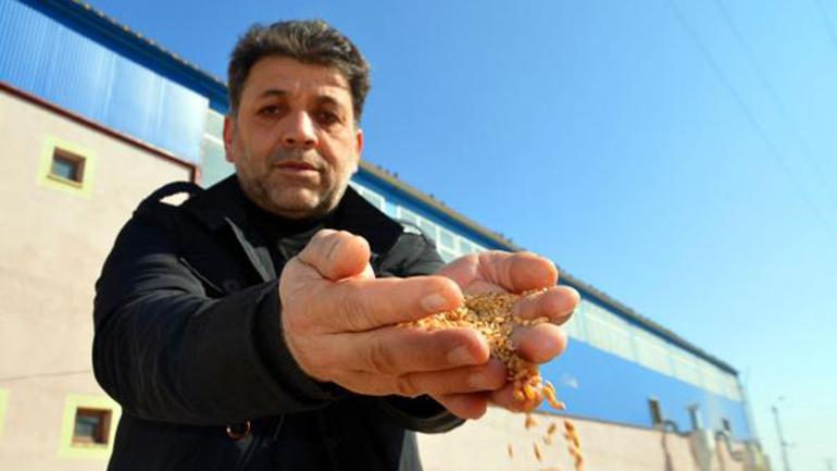 Yem bulmakta zorlanan kuşlara, her yıl 60 ton buğday veriyorlar