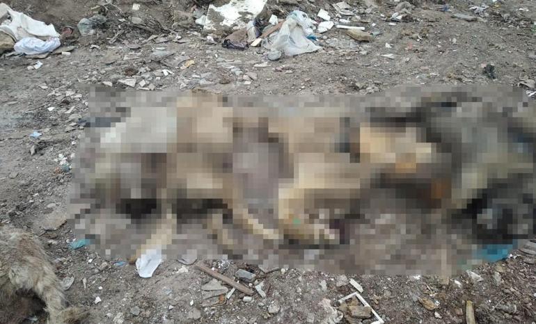 Ankarada molozların arasında 20 ölü köpek bulundu