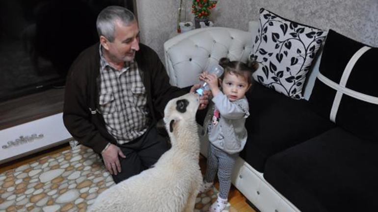 2 yaşındaki Ela kuzusunu biberonla besliyor