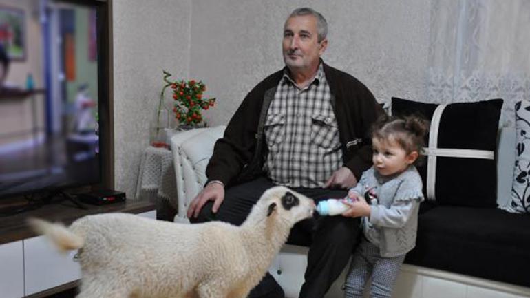 2 yaşındaki Ela kuzusunu biberonla besliyor