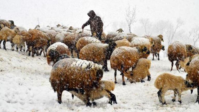 Kuzu ve annelerin kar altındaki buluşmaları yürek ısıttı