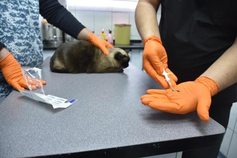 Resmi Gazetede yayımlandı Kedi, köpek ve gelincik sahipleri dikkat, cezası var