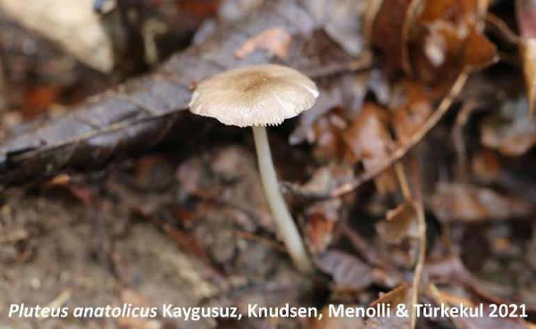 Dünyada sadece Artvinde yetişen bir mantar türü keşfedildi