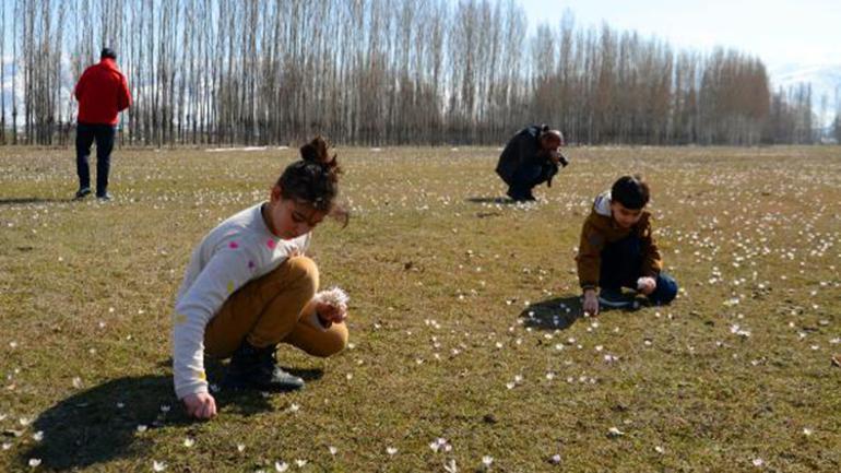 Muş Ovasında kardelen güzelliği