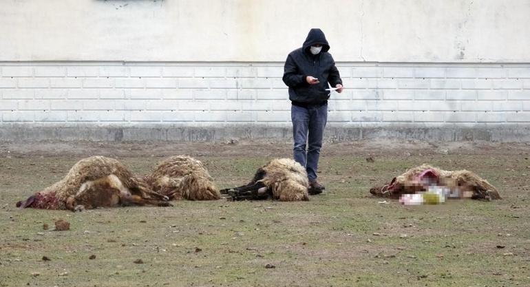 Koyunların sır ölümü Yere yığıldılar. Karınları şişip, yarıldı