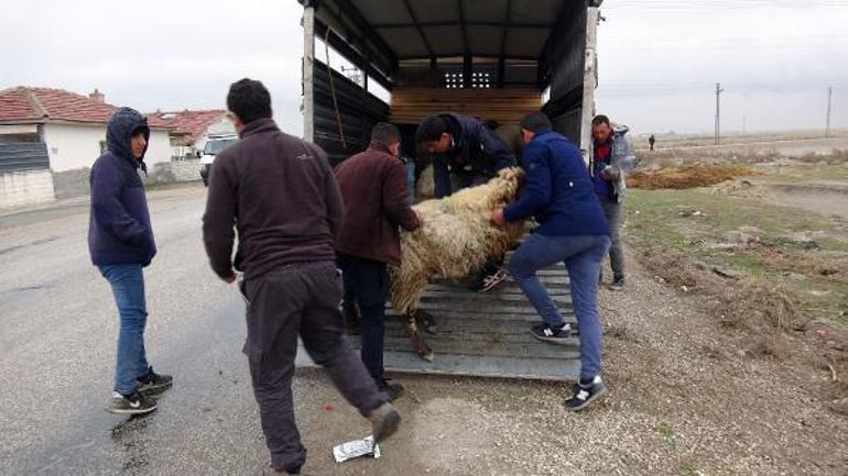 Koyunların sır ölümü Yere yığıldılar. Karınları şişip, yarıldı