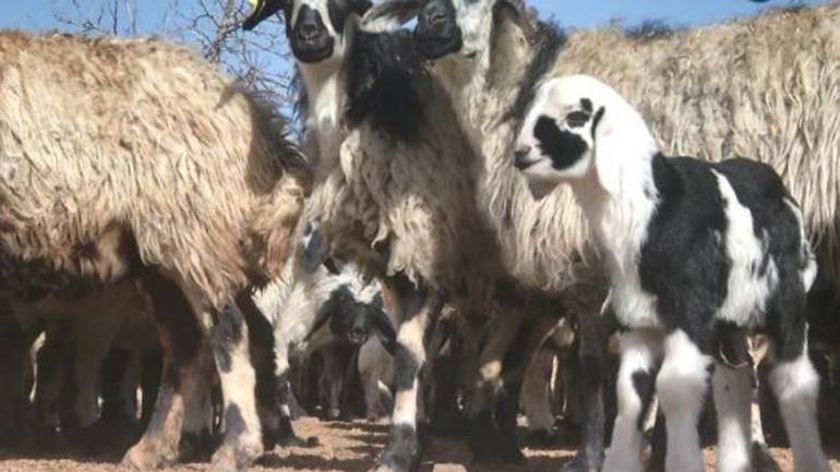 200 kuzunun anneleriyle buluşma anı, dronla görüntülendi