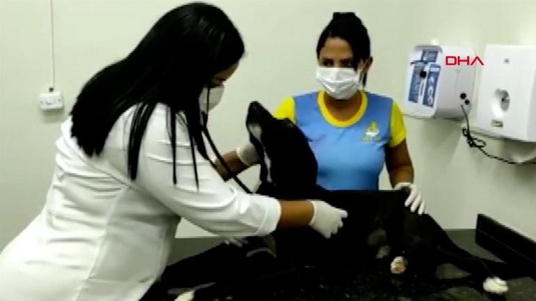 Kendi kendine veterinere gitti... Dünya bu köpeği konuşuyor