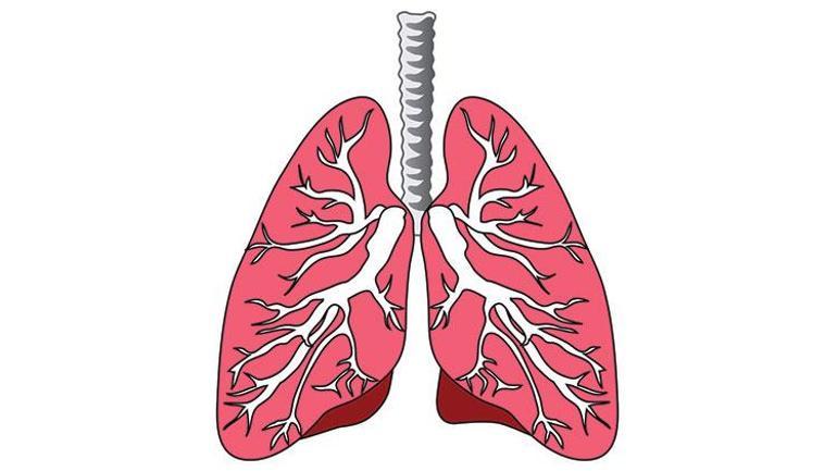 Koronavirüsün hasar bırakabileceği 3 organ