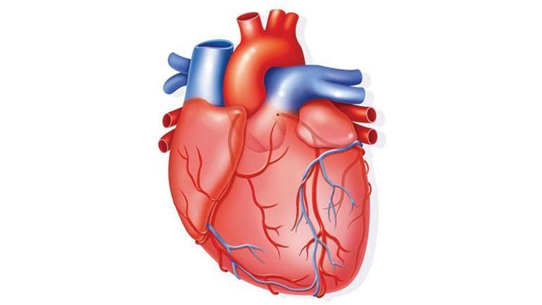 Koronavirüsün hasar bırakabileceği 3 organ