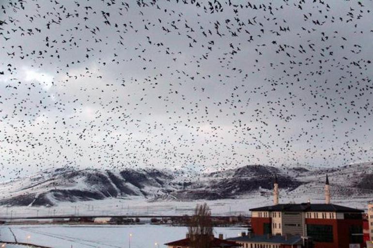 Uzmandan karga istilası için önemli açıklama