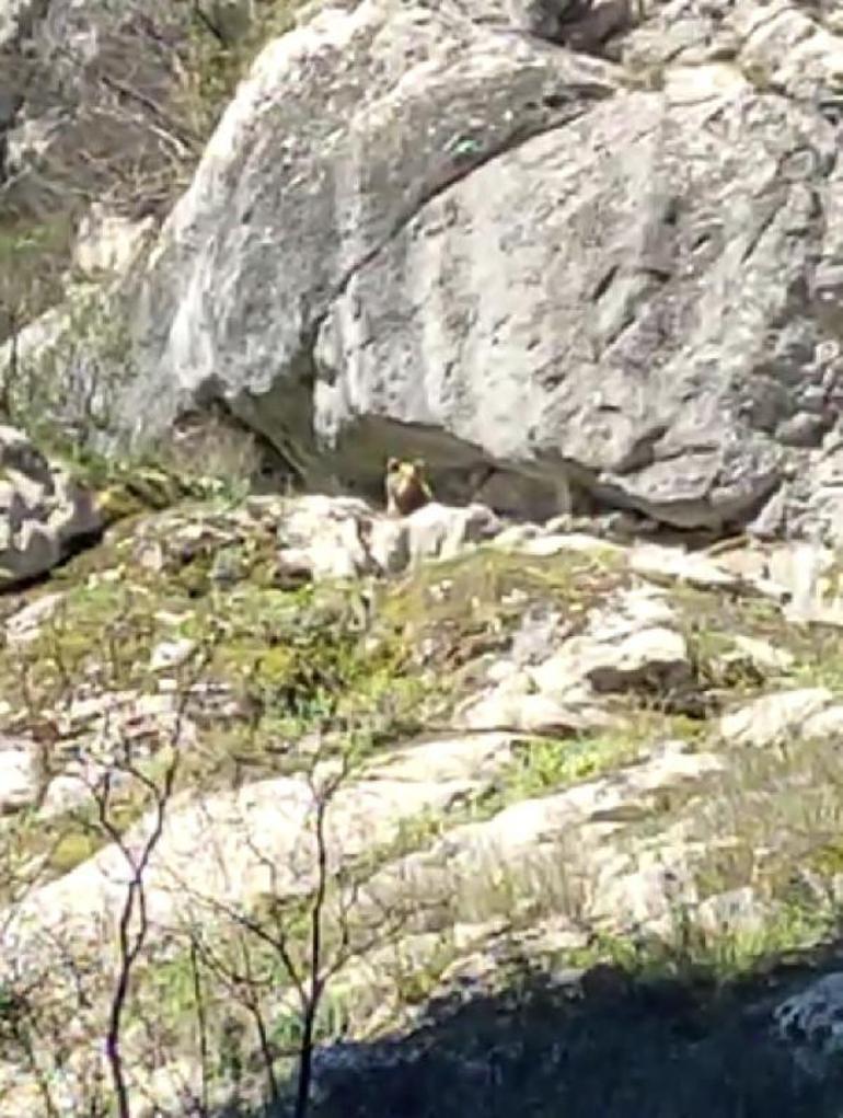 İki genç, kış uykusundan uyanan ayıyla karşılaştı: Selamün aleyküm