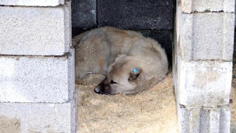 Vanda, hayvanseverlerden sokak köpekleri için kulübe