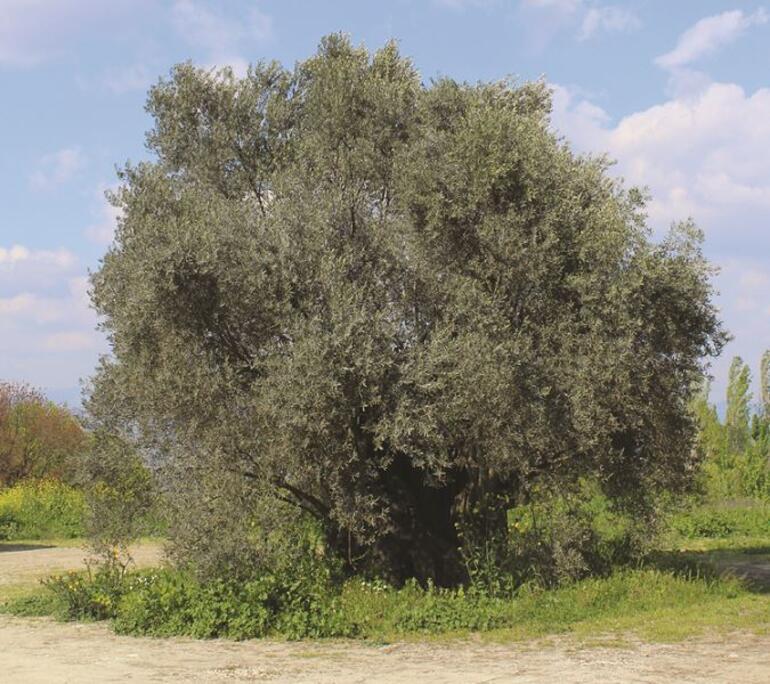 Bilge zeytin ağacının gölgesinde Lagina