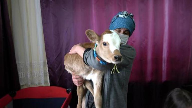 Buzağı Güneş’in Nezahat annesi