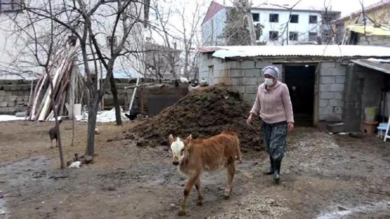Buzağı Güneş’in Nezahat annesi