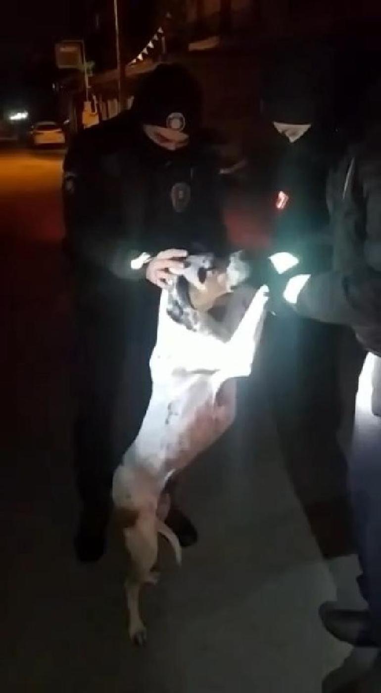 Boynuna plastik kelepçe ve kova taktılar Bekçiler kurtardı