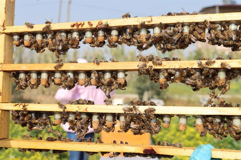 Satranç antrenörüydü... Çocukları için başladı Şimdi talebe yetişmeye çalışıyor