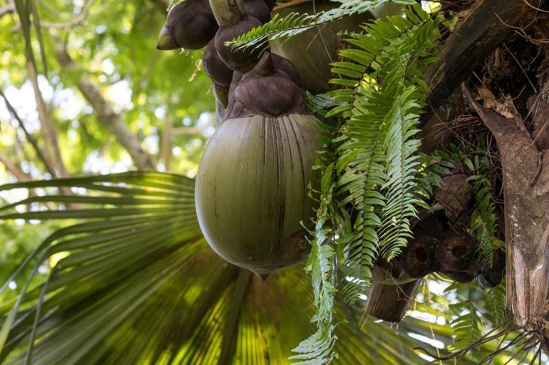 Meyve vermesi 50 yıl sürüyor... Dünyanın en büyük tohumu coco de merden 8000 bin tane kaldı