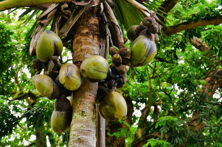 Meyve vermesi 50 yıl sürüyor... Dünyanın en büyük tohumu coco de merden 8000 bin tane kaldı