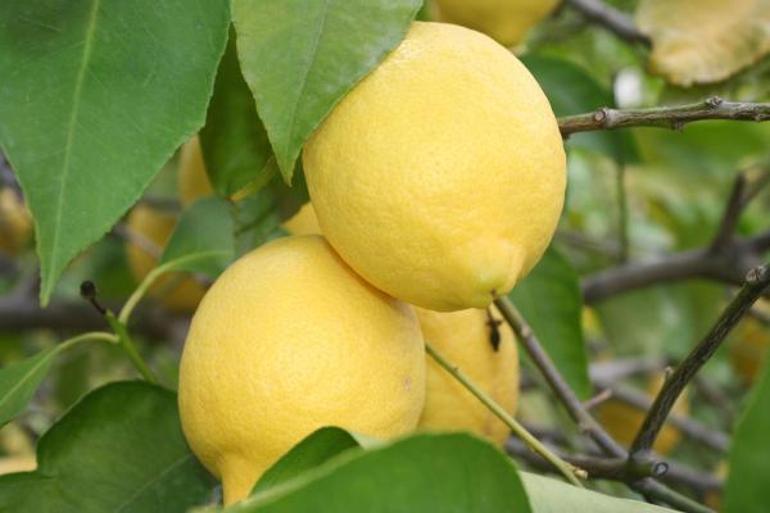 Talep Azalinca Limon Fiyatlari Da Dususe Gecti Haberler
