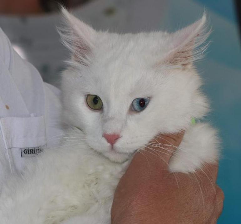 Van Gölü fotoğrafıyla birinci olmuştu Astronot Kate Rubinsin kedisi hazır... Özel oda tahsis edildi