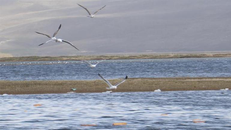 Kuş cennetine yüzlerce ekmek attılar
