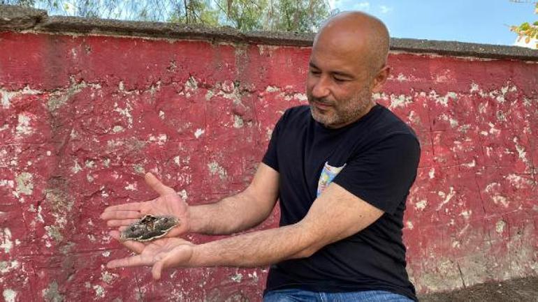 Dünyanın en güzel türleri arasında Tam 16 santimetre boyunda...