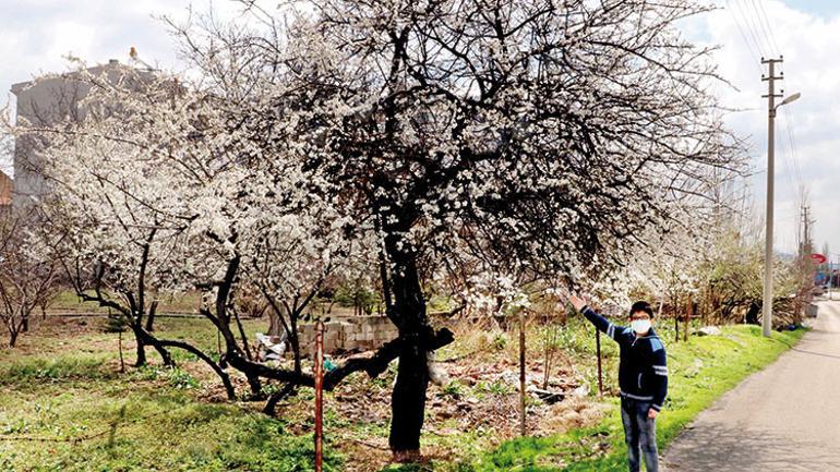 Türkiye’ye bahar geldi, her yer çiçek açtı