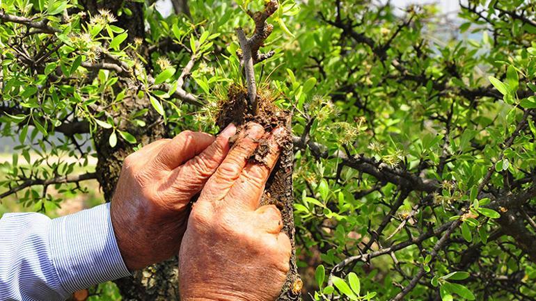 Manisada kuşlar için dağ tepe dolaşıp ağaçları aşılıyor