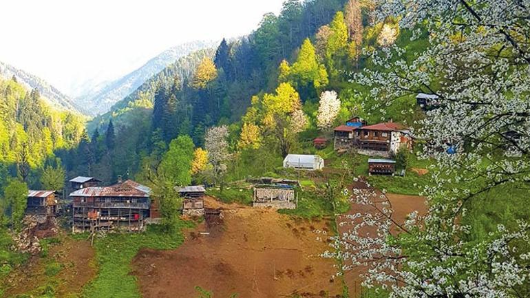 Su toprağa kavuşunca... Macahel baharı