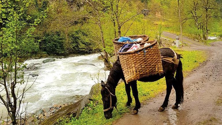 Su toprağa kavuşunca... Macahel baharı