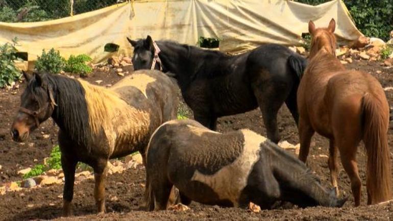 Bitmeyen çile... Kayıp atlarla ilgili şaşırtan iddia