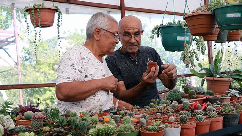 Meme kanserine yakalanan eşi için 1200 kaktüslü hobi bahçesi kurdu