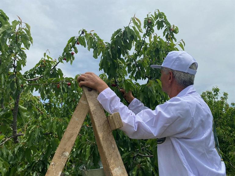 Kemalpaşa kirazı coğrafi işaret tescili
