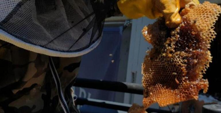 İstanbulda okul görevlileri arılardan şüphelenince bulundu Tam 50 kilogram...