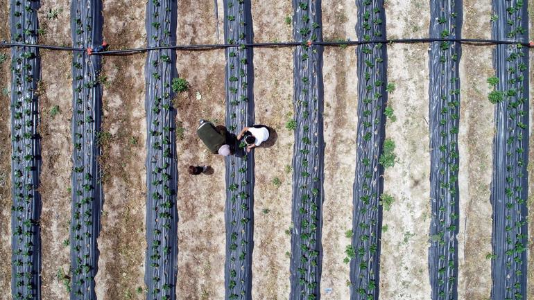 5 dekarlık araziye çilek eken çift, ürünlerin yetişmesini bekliyor. Yaşadıkları süreci anlatan Mustafa Efe, şunları söyledi: