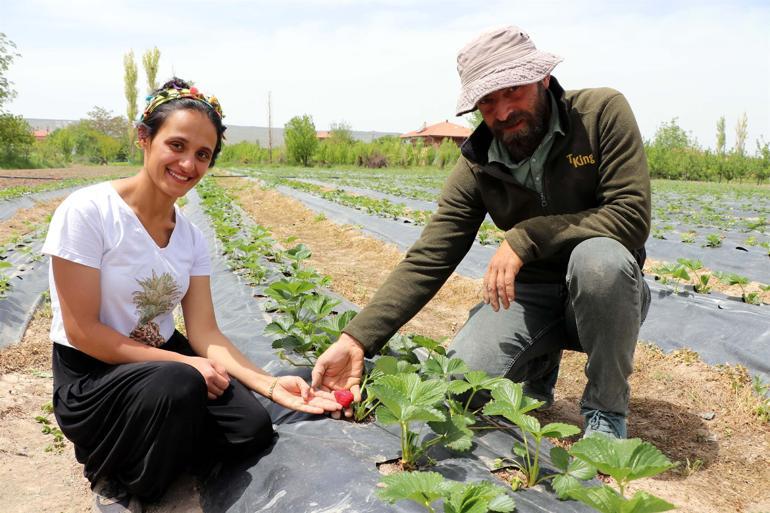 Ben köye geleli 2 yıl oldu. Daha önce şehirde çalışıyordum. Köyde geçen yıl hobi amaçlı çilek ektim. Baktım oldu. Biz bu işi neden yapmıyoruz? dedik. Bölgede de çilek üretimi yapan kimse de yoktu. 5 dönümlük araziye çilek ektik.